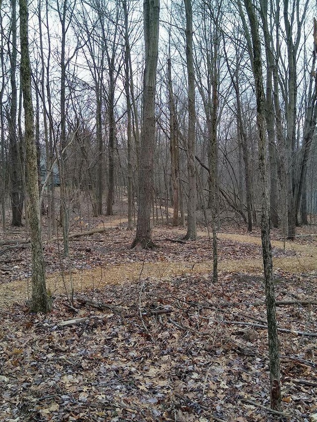view of local wilderness