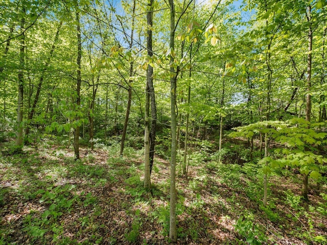 9378 Pine Creek Dr, Powell, OH 43065 - view of tree filled area