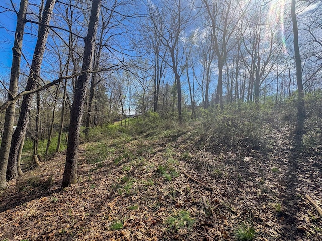 view of woods