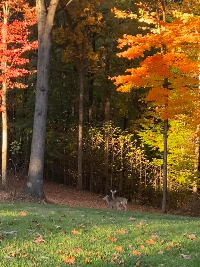 18156 Thompson Ridge Rd, Laurelville, OH 43135 - view of woods