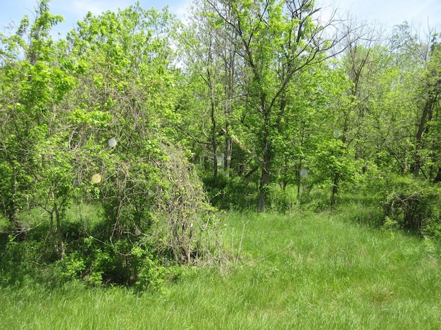 6800 Center Rd, Philo, OH 43771 - view of wooded area