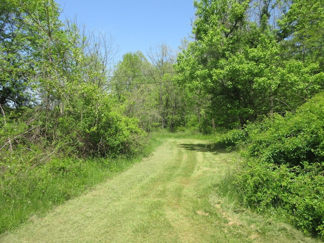 6800 Center Rd, Philo, OH 43771 - view of woods