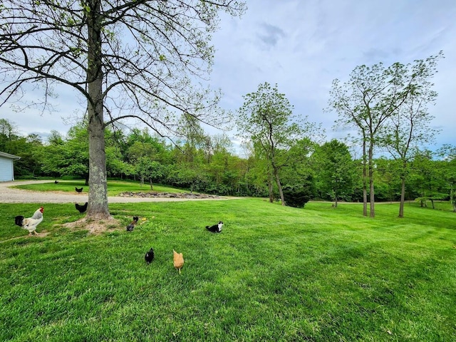 view of grassy yard