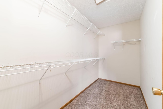 spacious closet with carpet flooring