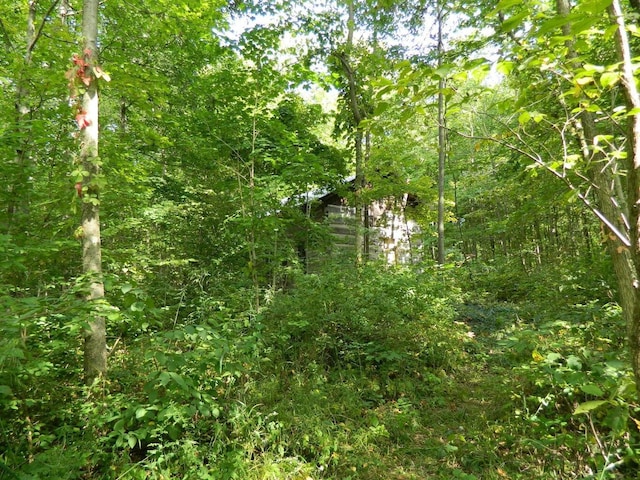 30650 State Route 739, Richwood, OH 43344 - view of tree filled area