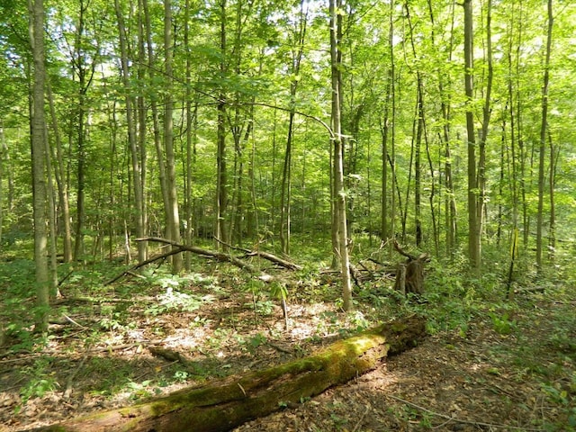 30650 State Route 739, Richwood, OH 43344 - view of tree filled area
