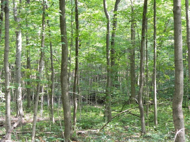 30650 State Route 739, Richwood, OH 43344 - view of tree filled area
