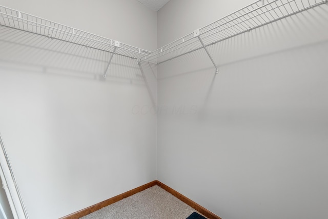 2321 Worthingwoods Blvd, Powell, OH 43065 - walk in closet featuring carpet flooring