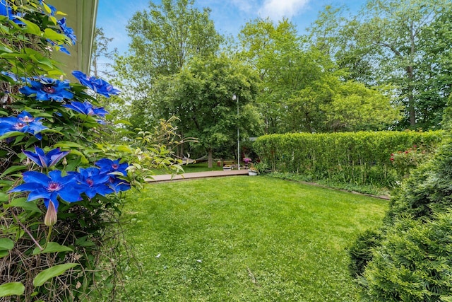 796 Mulberry Dr, Columbus, OH 43235 - view of green lawn