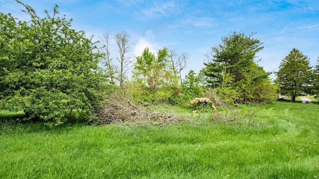 8045 Old Town Rd, Roseville, OH 43777 - view of local wilderness