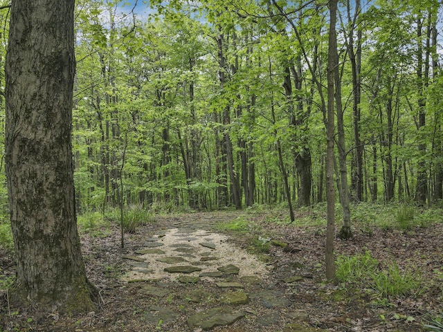13115 Jack Run Rd, Rockbridge, OH 43149 - view of tree filled area