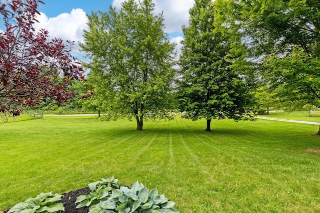 3753 Homer Rd NW, Utica, OH 43080 - view of grassy yard with view of wooded area