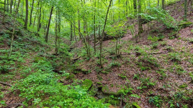 24000 State Route 180, Rockbridge, OH 43149 - view of tree filled area