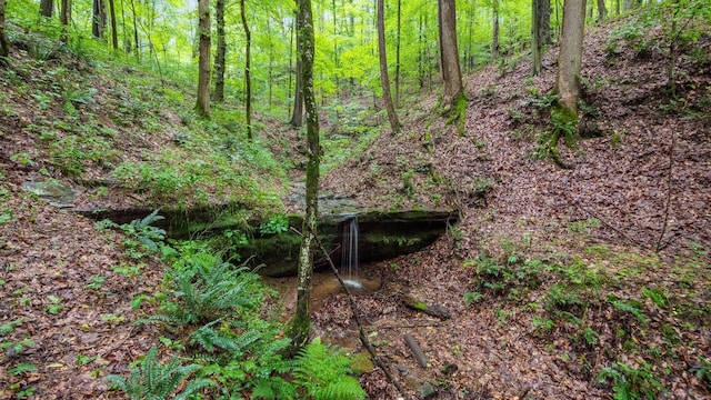 24000 State Route 180, Rockbridge, OH 43149 - view of woods