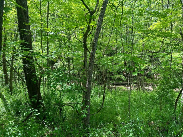 0 Buchanan Rd, Waverly, OH 45690 - photo 7