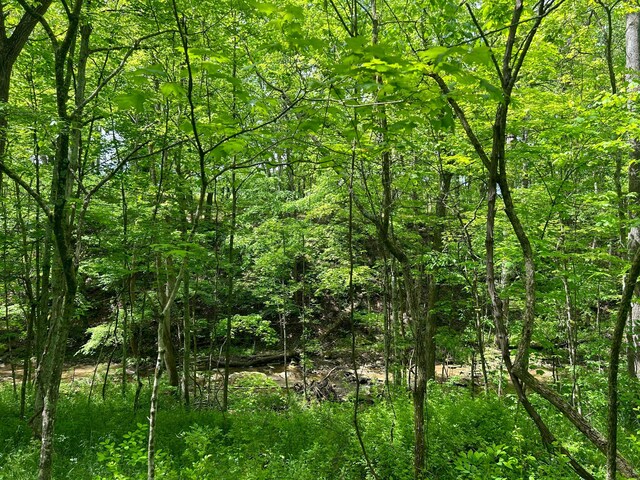 0 Buchanan Rd, Waverly, OH 45690 - photo 12