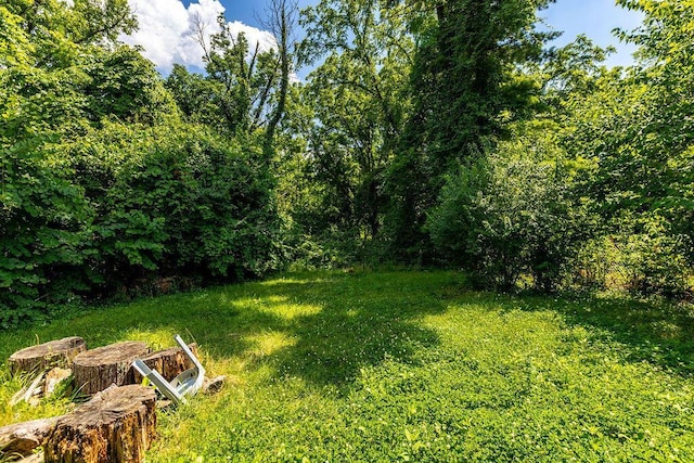 4747 Basil Ln, Cincinnati, OH 45238 - view of green lawn with a forest view