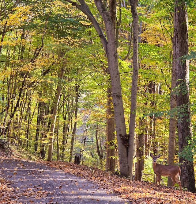 82 Lodge Ln, Hide A Way Hills, OH 43107 - view of wooded area