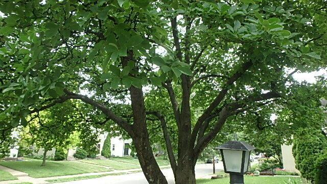 1483 Elmwood Ave, Columbus, OH 43212 - view of street with sidewalks
