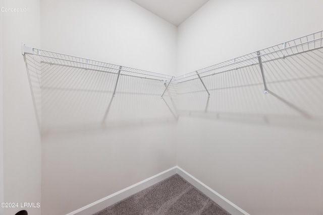 walk in closet featuring carpet flooring