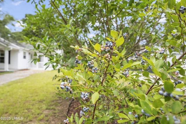 1609 Madrid Ave, Port Royal, SC 29935 - photo 8