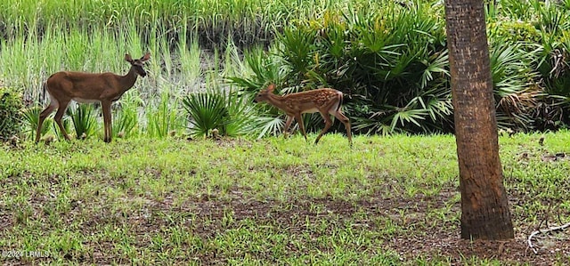 view of nature