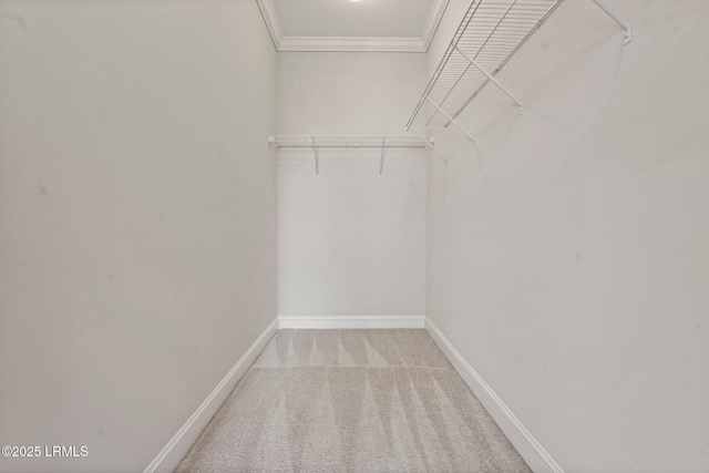 walk in closet featuring carpet