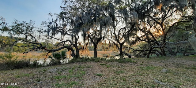 view of local wilderness