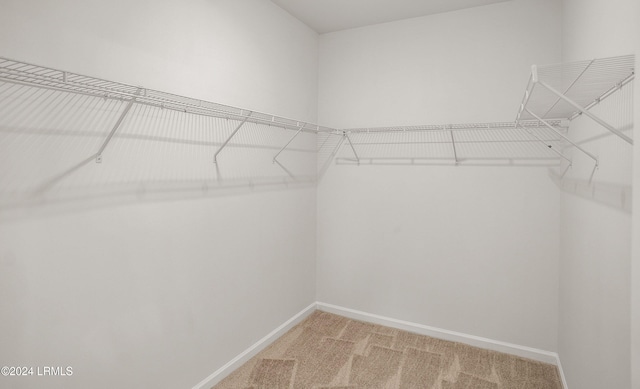 spacious closet featuring carpet floors