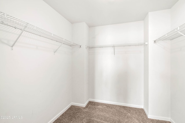 spacious closet featuring carpet