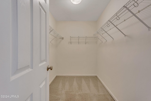 spacious closet featuring carpet