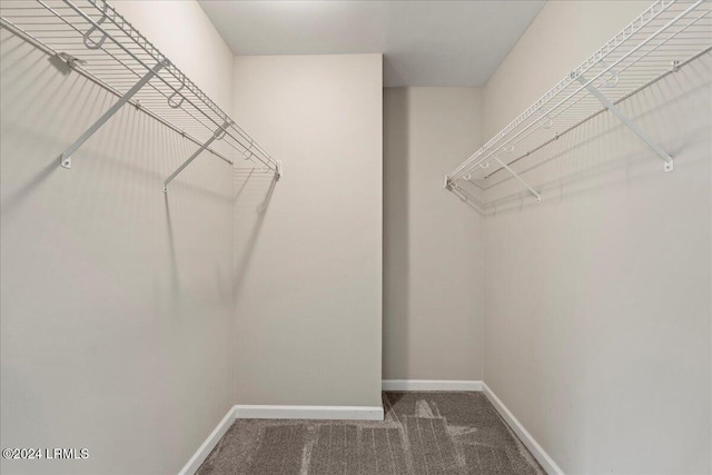 walk in closet with carpet floors