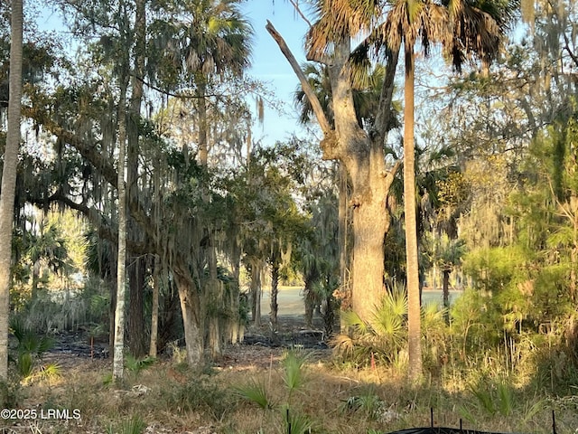 view of local wilderness