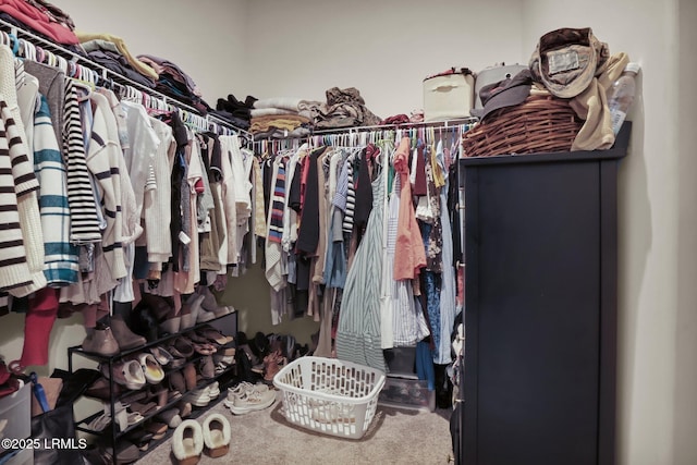 spacious closet featuring carpet flooring