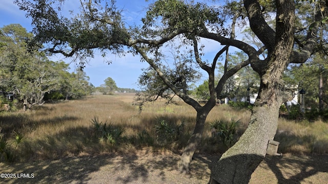 view of local wilderness