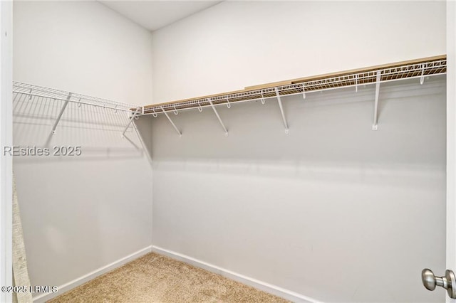 walk in closet featuring carpet flooring
