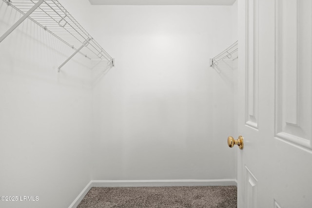 walk in closet featuring carpet floors