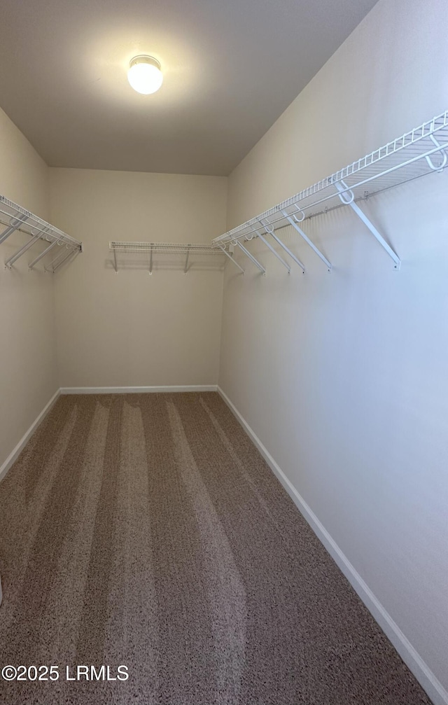 walk in closet featuring carpet flooring