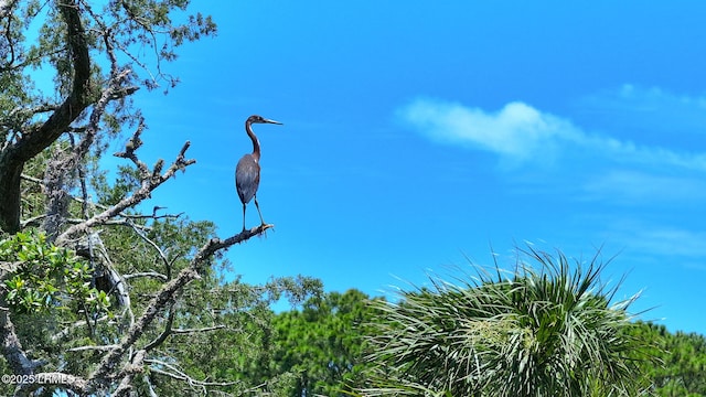 129 Sea Otter Ln, Fripp Island, SC 29920 - exterior view