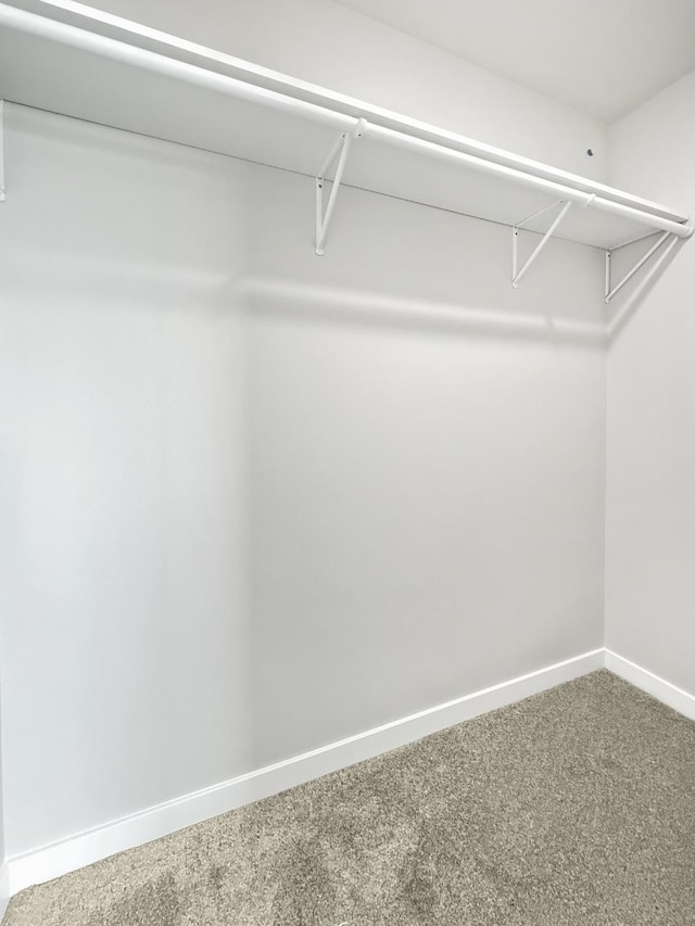 walk in closet with carpet floors