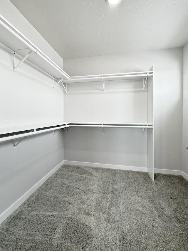 spacious closet featuring carpet