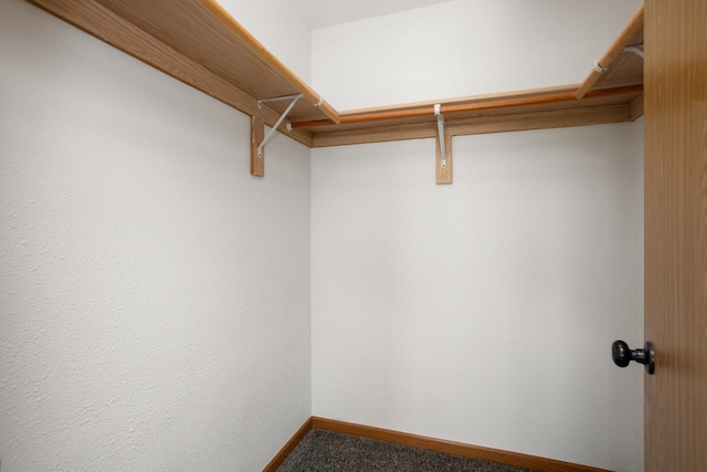 walk in closet with carpet floors