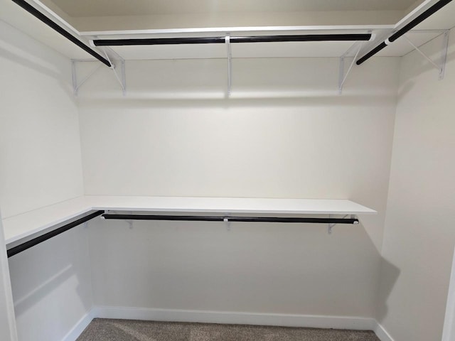 walk in closet featuring carpet flooring