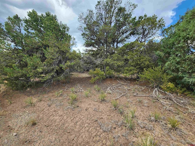 Listing photo 3 for TBD Vail Pass Rd, South Fork CO 81154