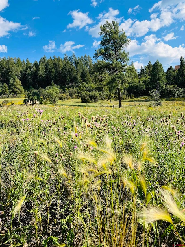 Listing photo 3 for 251 Rifle Pl, Pagosa Springs CO 81147