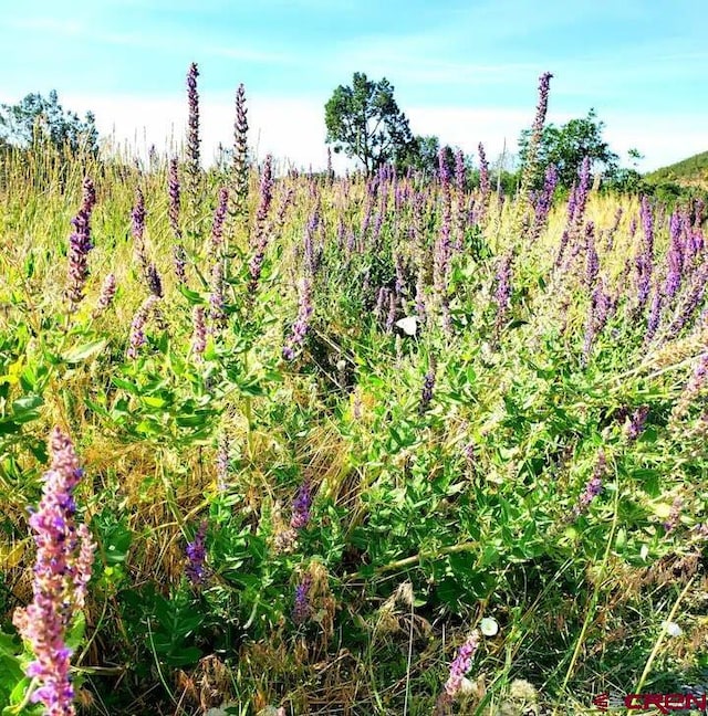 view of local wilderness