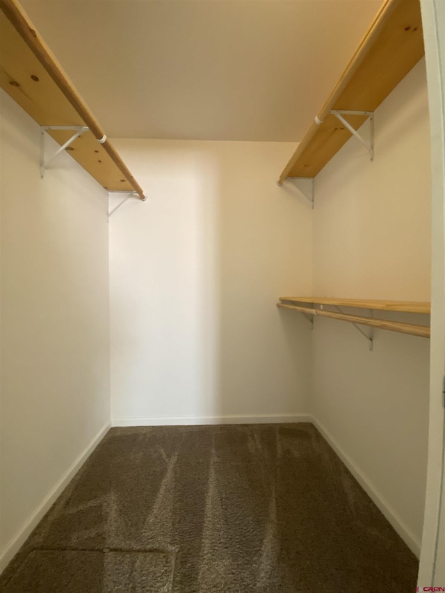 walk in closet featuring carpet floors