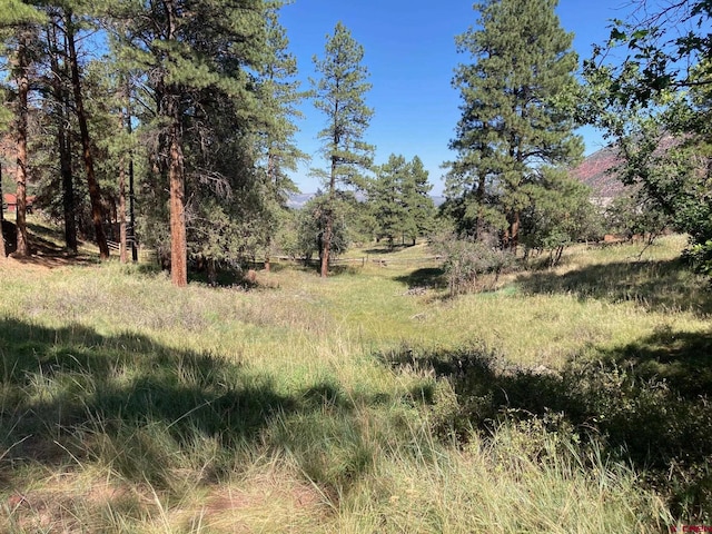 view of local wilderness