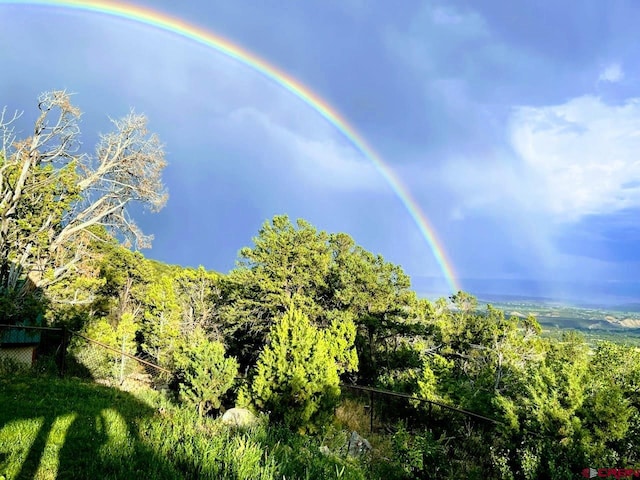 view of local wilderness