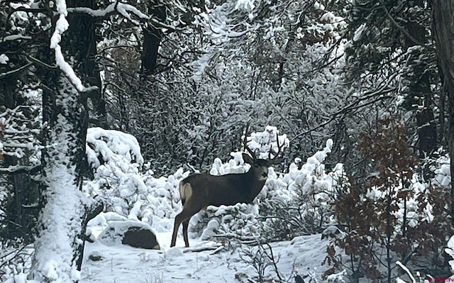 view of snow covered land